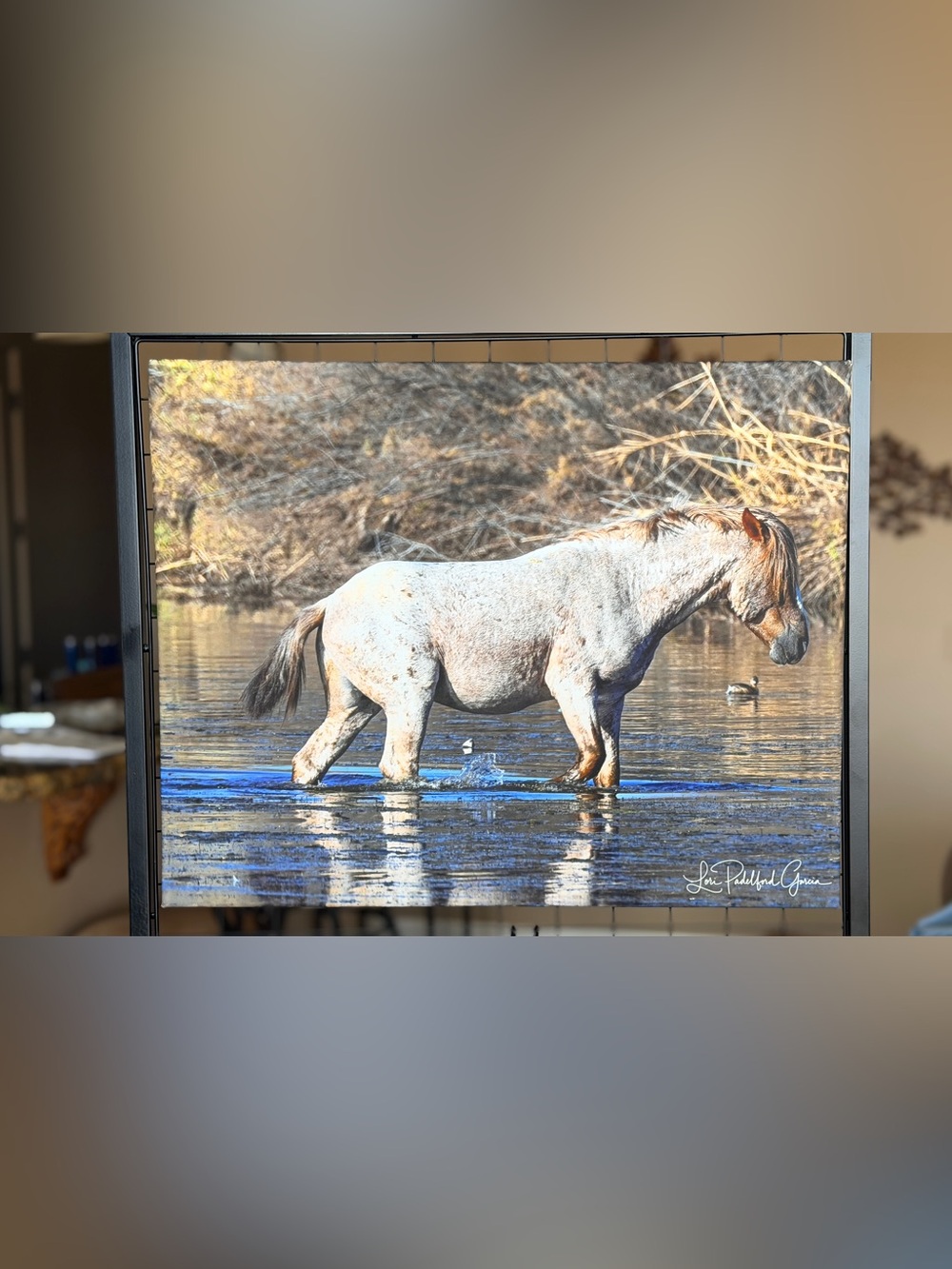 SALT RIVER WILD MUSTANG CANVAS 16 X 20 – HORSE/ARIZONA LANDSCAPE FINE ART